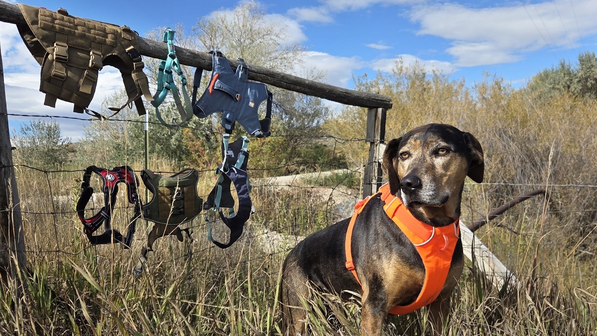 Best Dog Harness Supplier for Wholesale Buyers