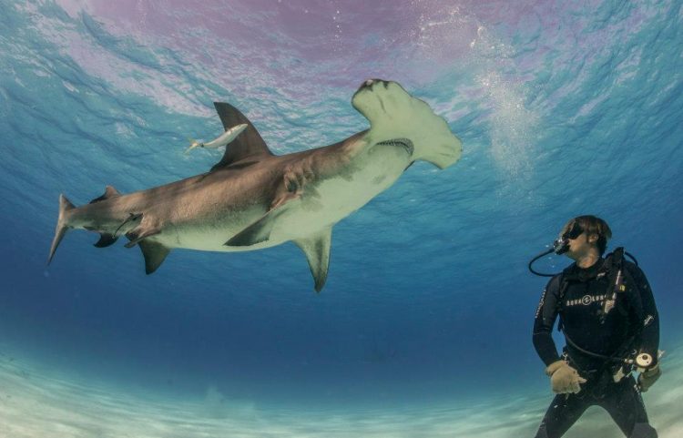 Complete Guide to Revillagigedo Archipelago Diving